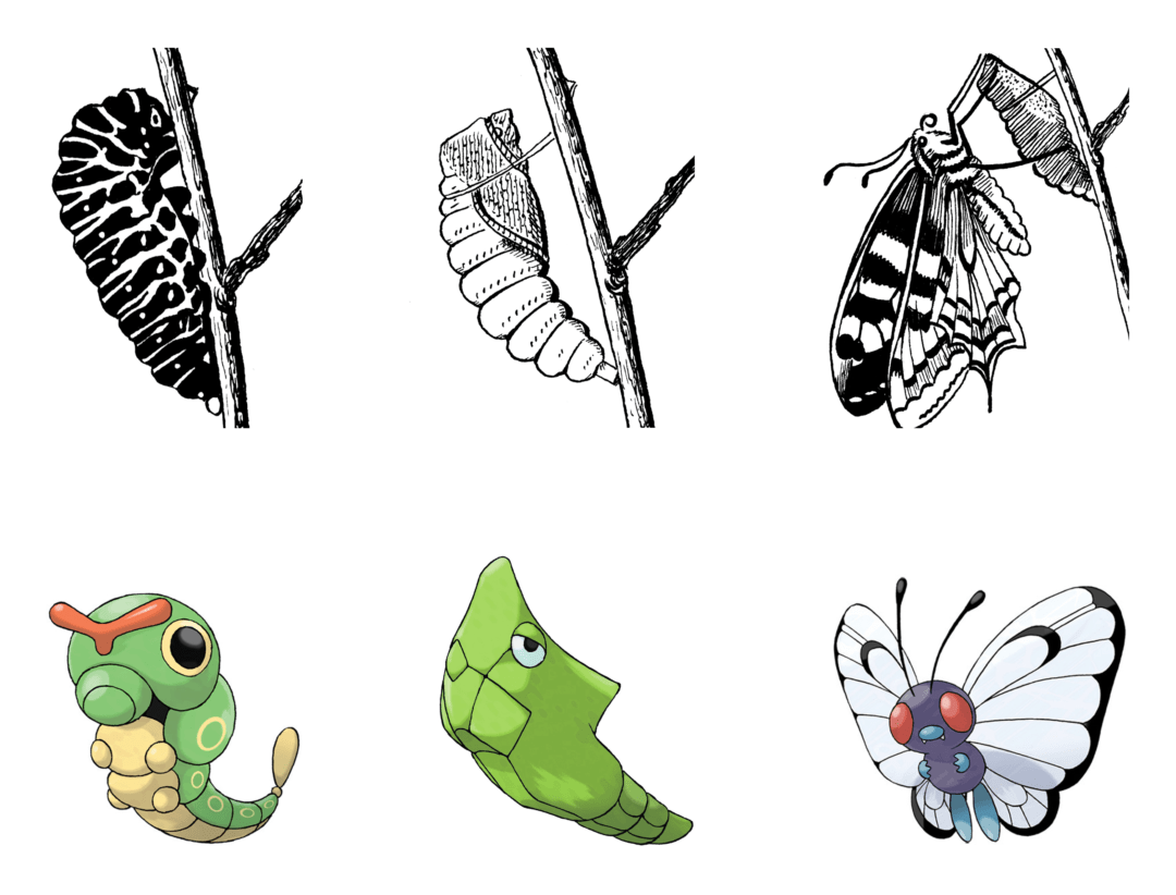 Pokémon evolution life cycle biology Caterpie butterfly