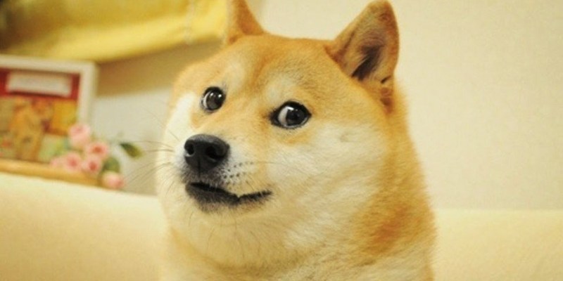 The Shiba Inu dog meme Doge replaced the Twitter logo on desktop and became a loading symbol on mobile: The reason why involves Elon Musk.