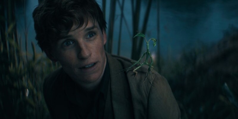 The Fantastic Beasts franchise is reportedly on pause, according to director David Yates.