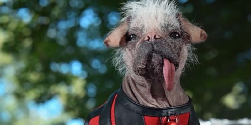 An image showing Dogpool from Deadpool 3